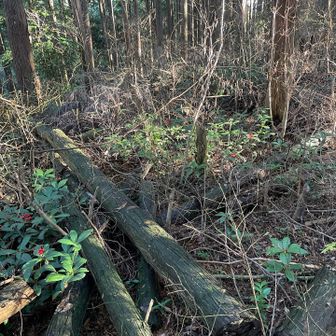 三角点探したけど見当たらず