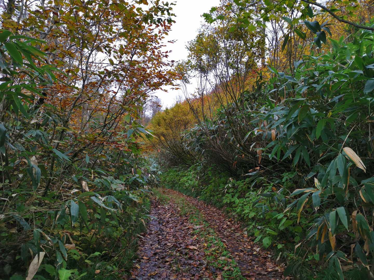 旧秋田街道の作業道に入ります。