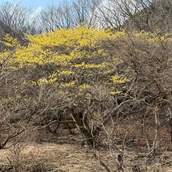 マンサクの花見と「台」巡りパート2 見晴らしヶ丘〜中の台〜西の台〜北