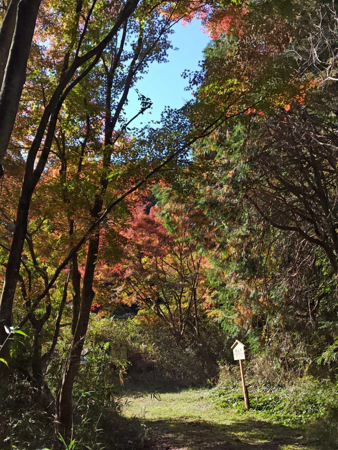 戻ってきたかな…

紅葉のトンネル…