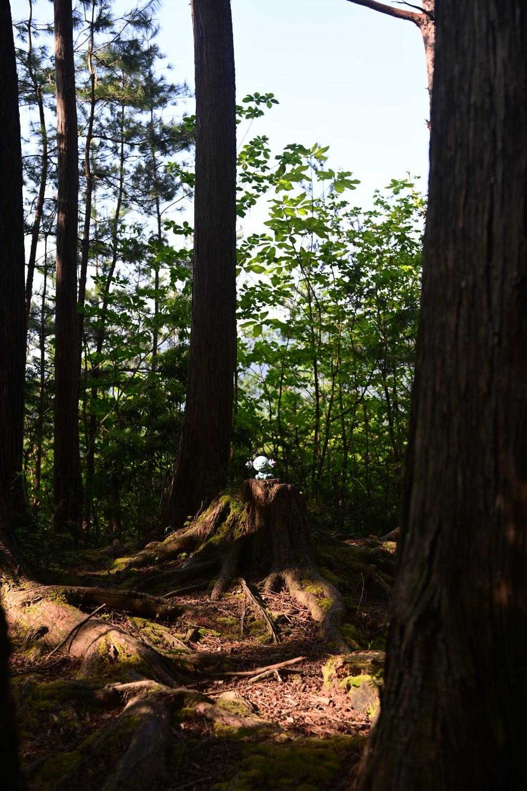権次入峠-棒ノ嶺 往復コースの写真
