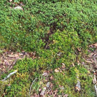 雨のせいか苔が美しい