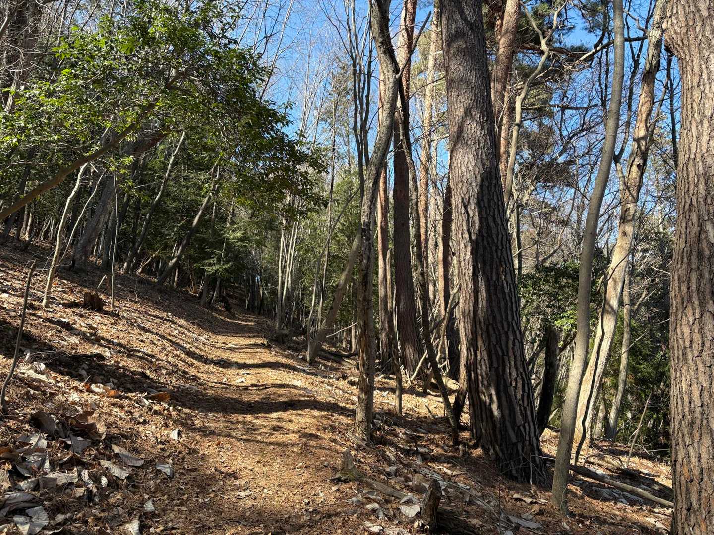 当郷管社コース登山道入口-子檀嶺岳 往復コースの写真