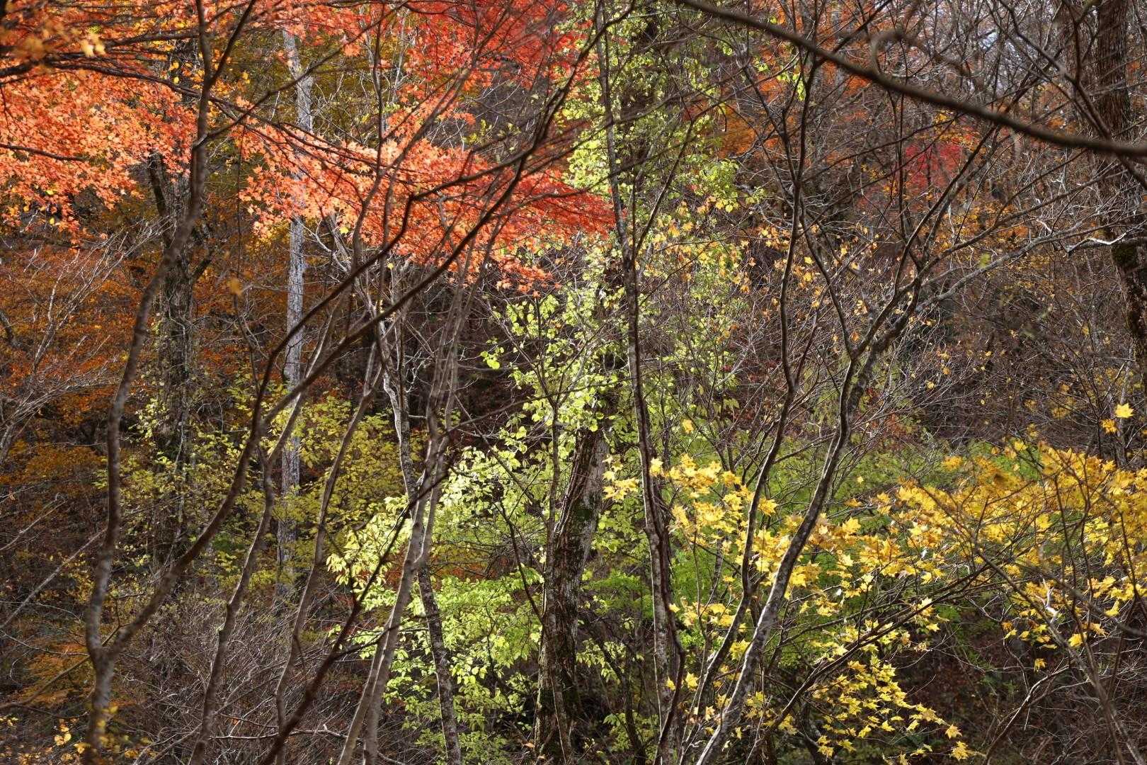大滝根山 往復コースの写真