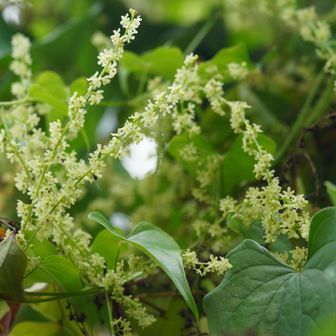 オニドコロ雄花