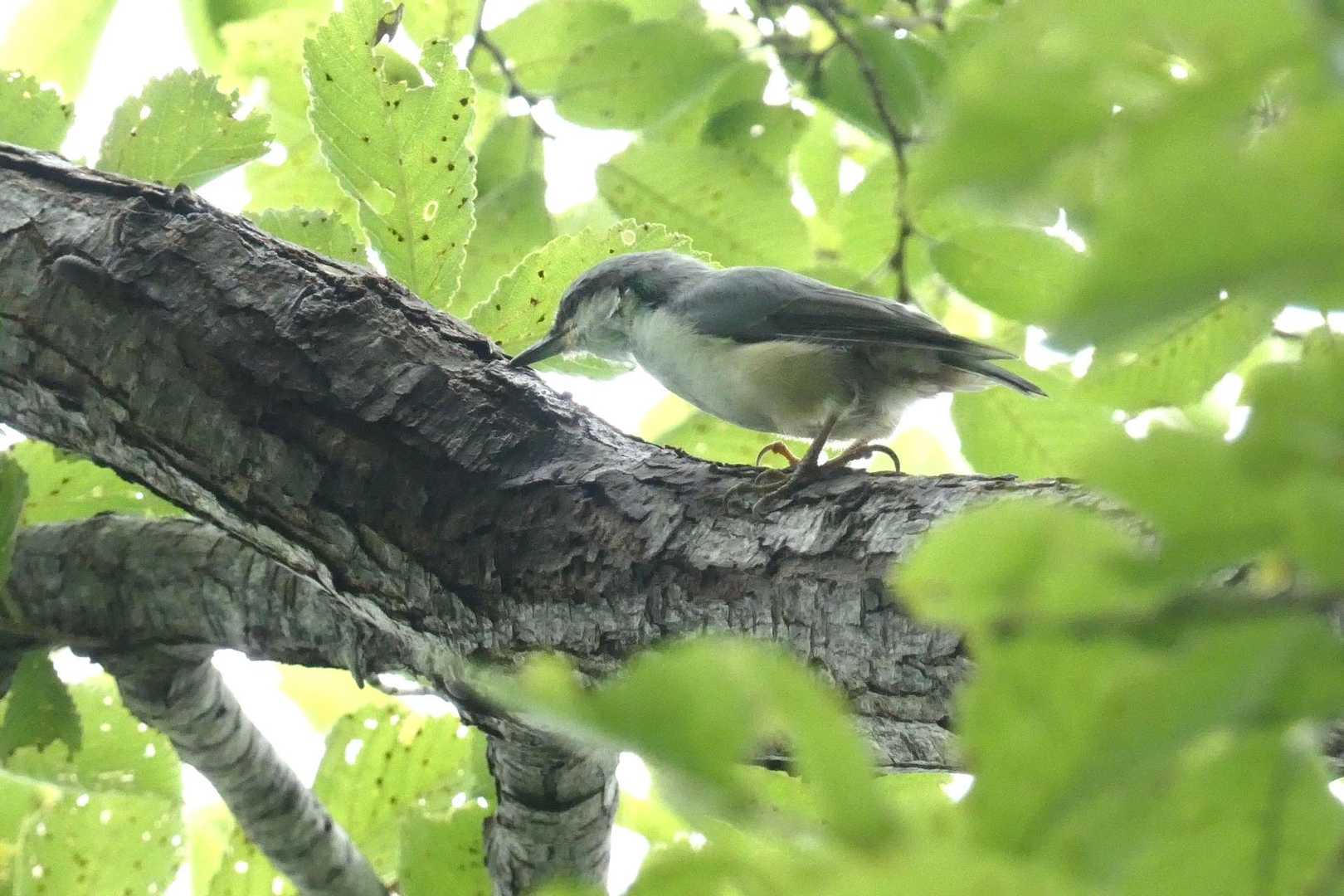 ゴジュウカラ