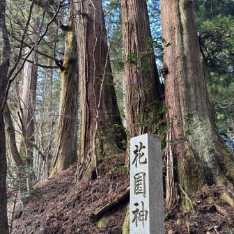杉が立派すぎ！🤣