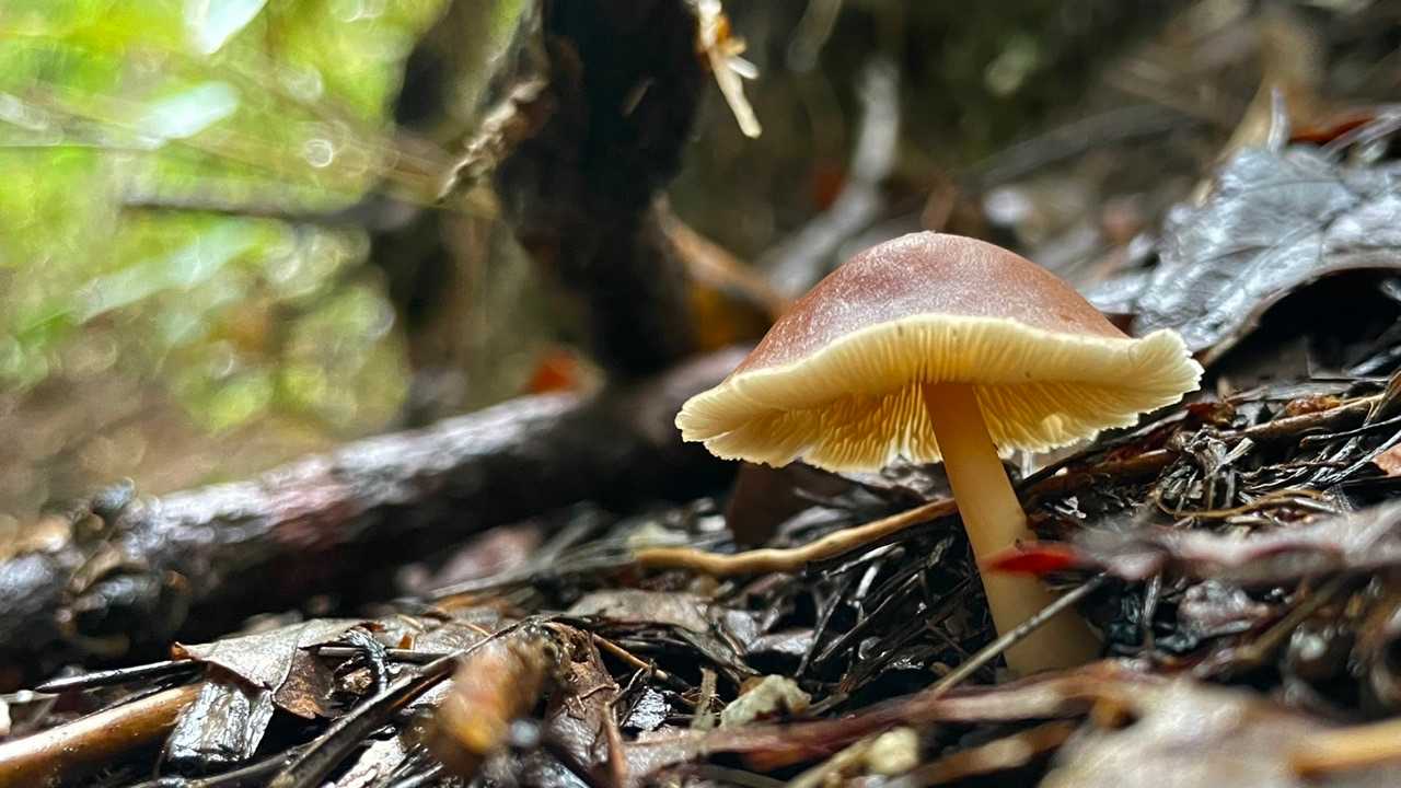外ハネの笠がかわいい😍