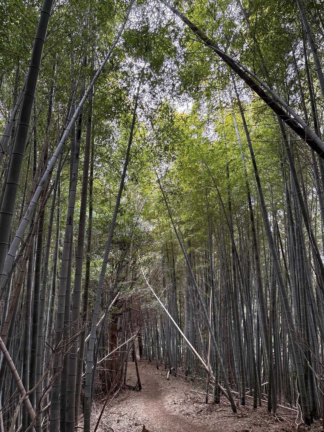 竹林