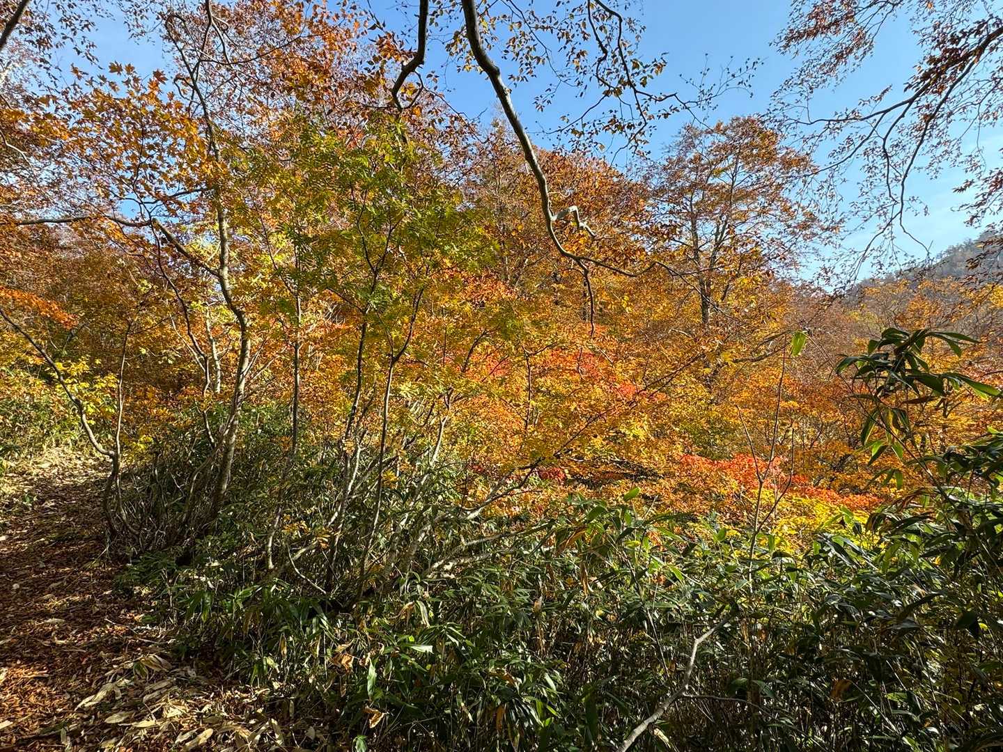 黒石沢登山口-藤里駒ヶ岳 往復コースの写真