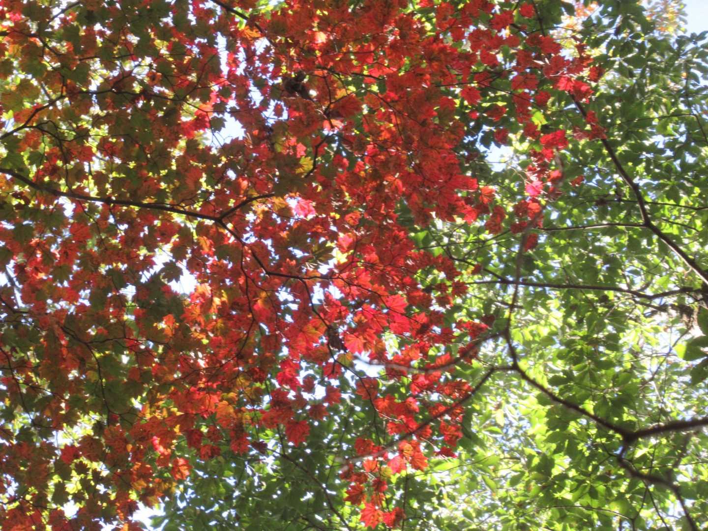 またまた見上げると紅葉🍁

緑の葉もあるから、紅葉のピークはまだもう少し先かも！