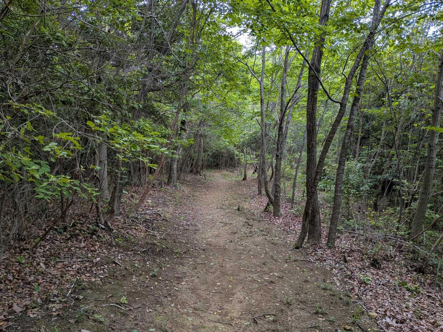 鴨國魂神社-西山 往復コースの写真