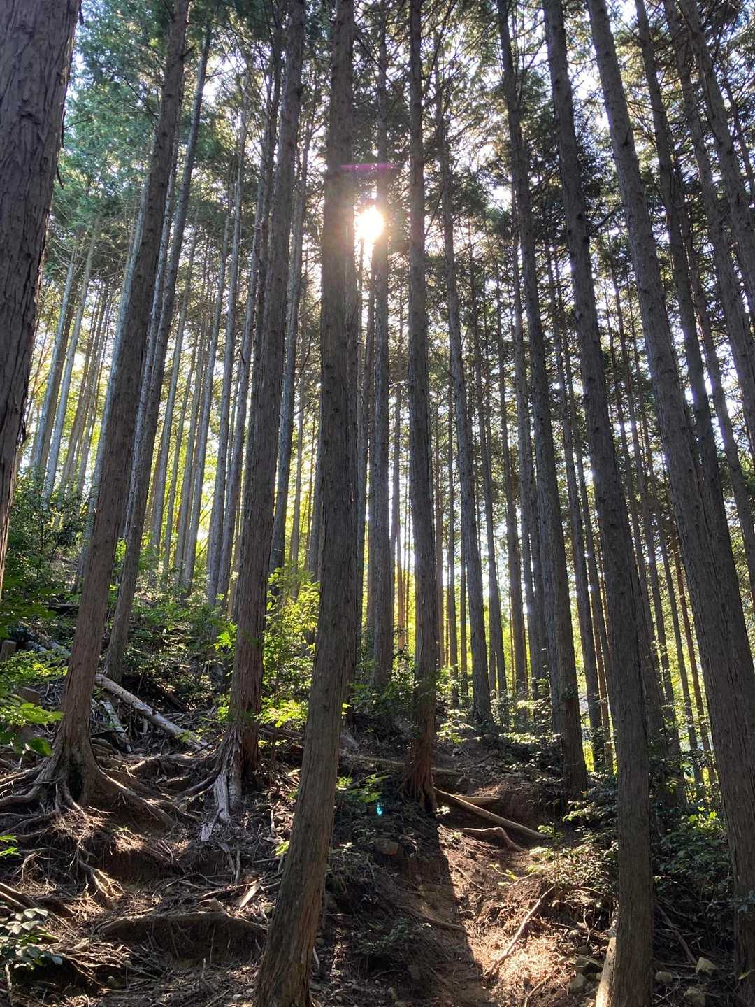納古山尾根コース入口-納古山中級コース入口-納古山-納古山 周回コースの写真