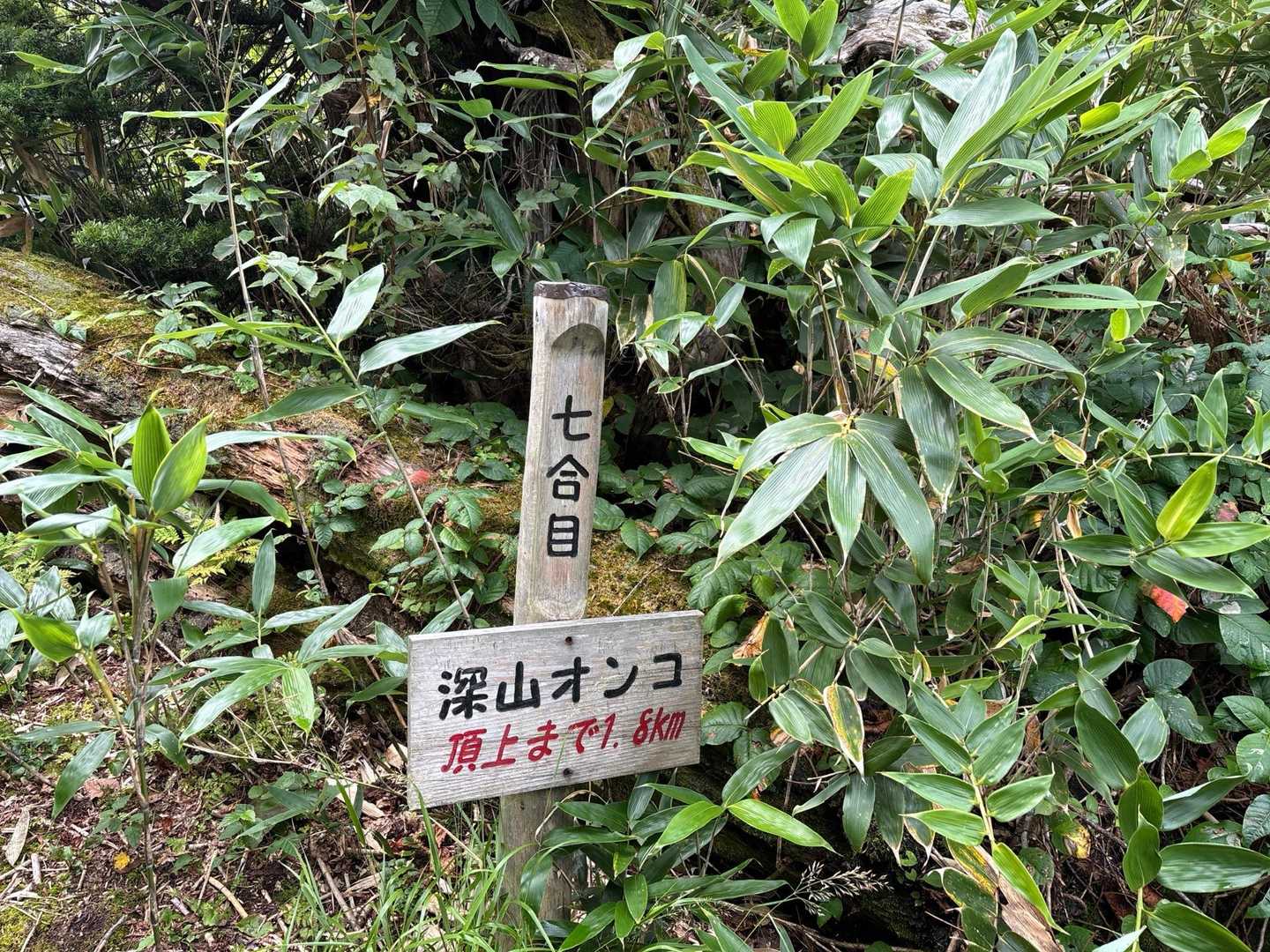 三頭山 往復コースの写真