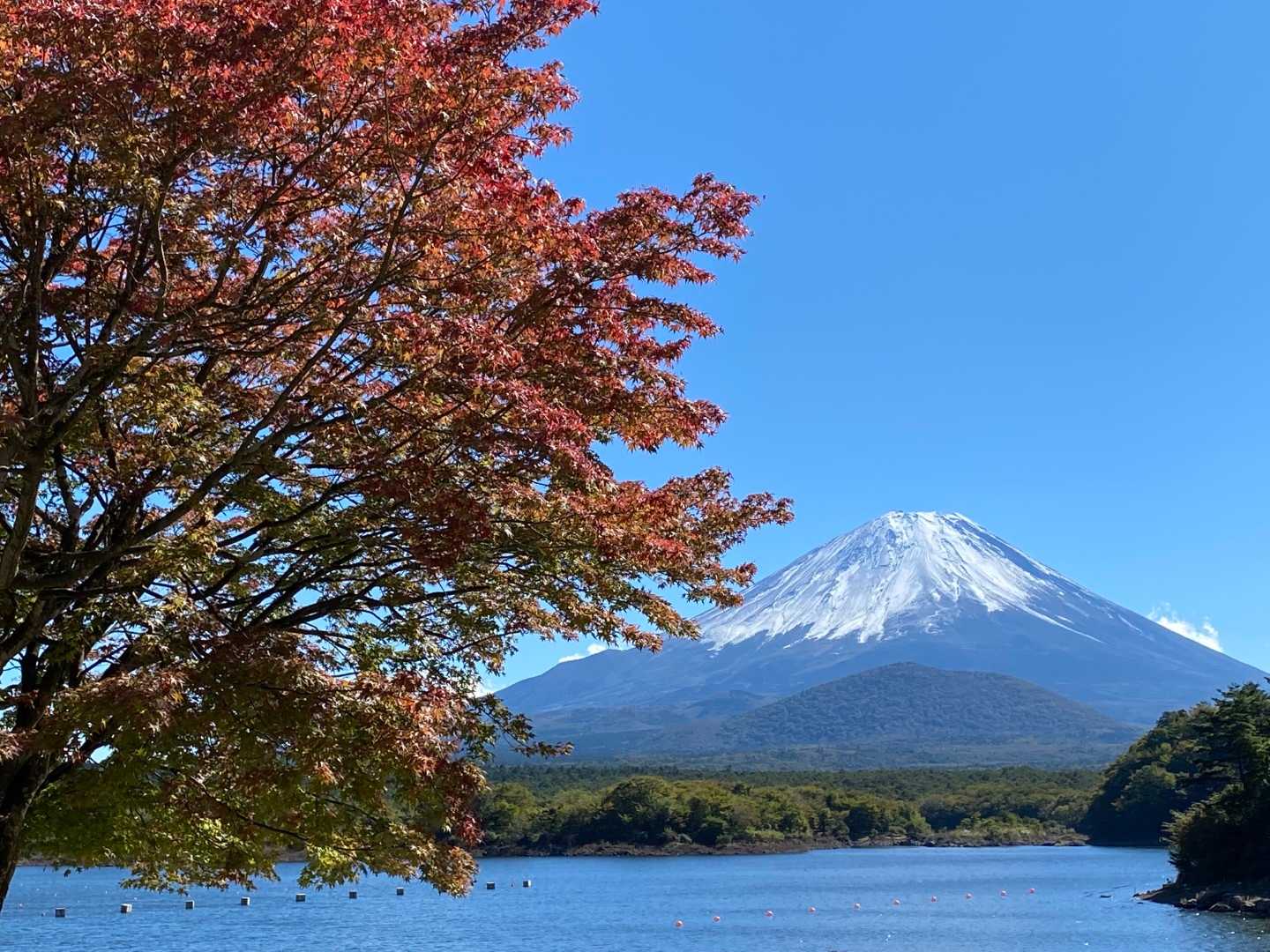 1本だけ綺麗に紅葉してました
