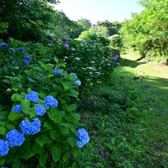 紫陽花に戻ってきた