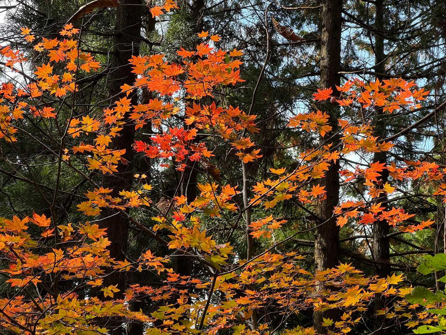 結局、帰りの川沿いの紅葉🍁が良かったね〜
と話すのはまだ先の話。