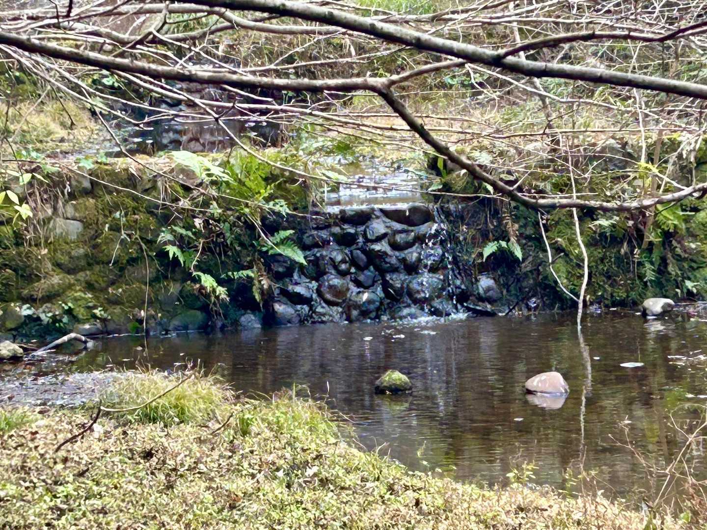 水の音がする方へ行ってみると…
小さな小さな滝…⁇🤭