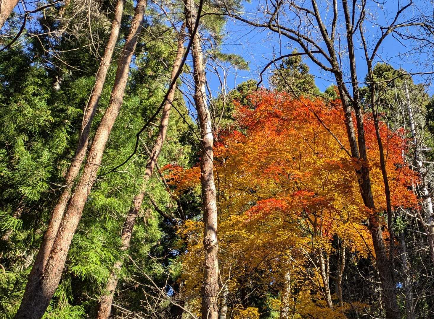 滝子山-大谷ヶ丸-コンドウ丸-曲り沢峠 周回コースの写真
