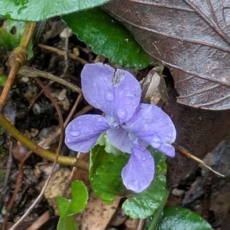 スミレもたくさん咲いてたにゃ
