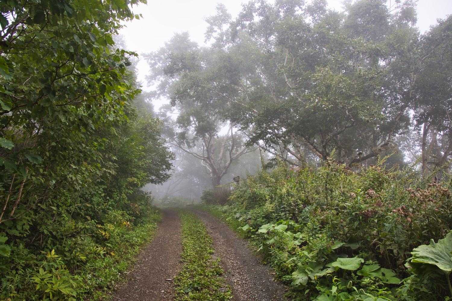 元気の木🌲