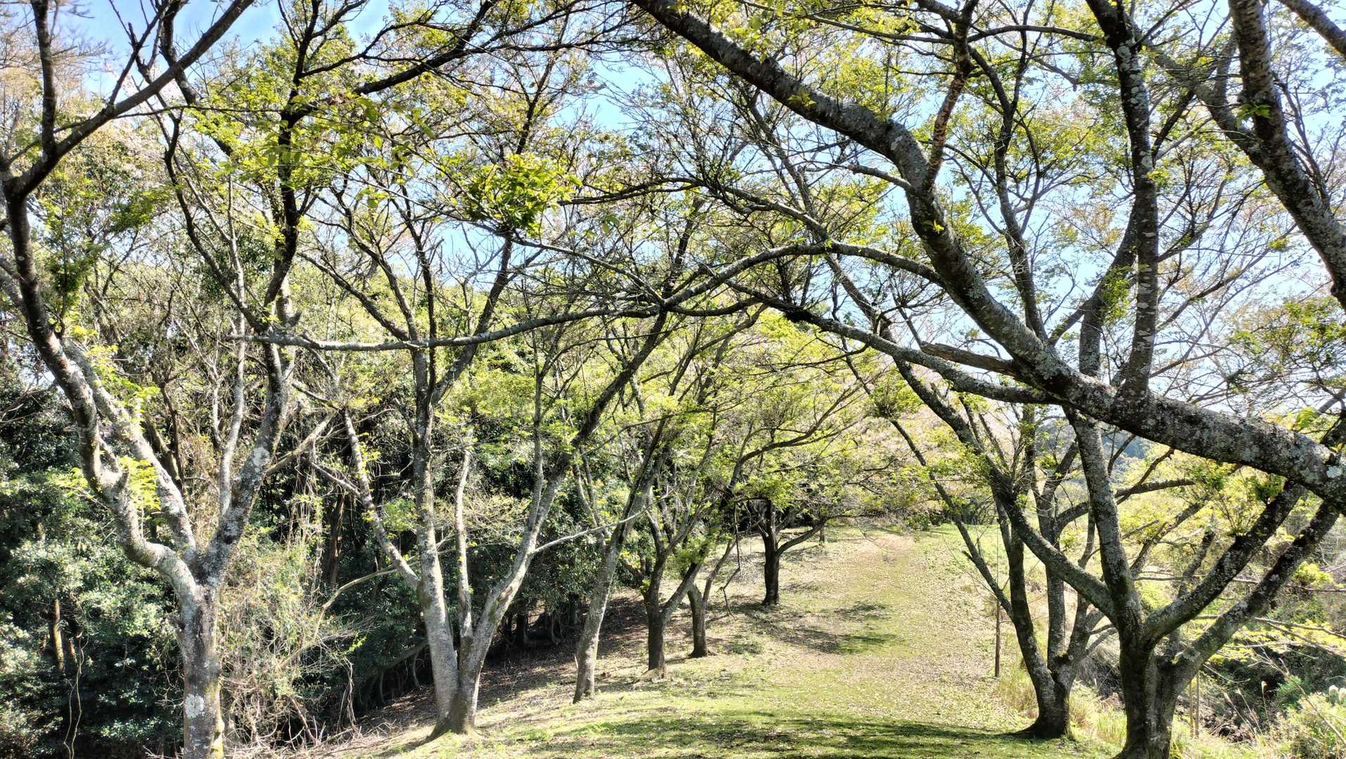 桜はわかっていたけど、葉桜。
来年は満開時に来たいね。