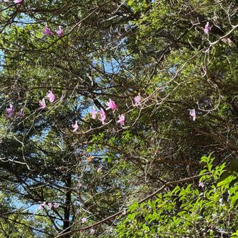 ツツジが咲き始めています。