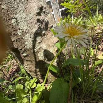 敷地内に見つけた白いタンポポ
