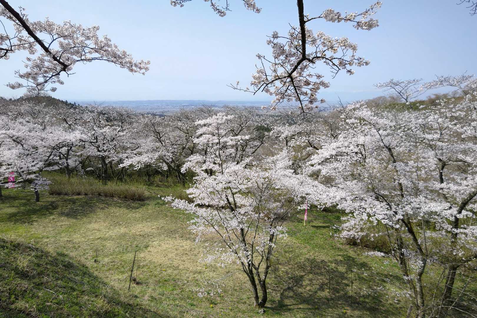 加護坊山には2,000本の桜の木があるそうです🌸