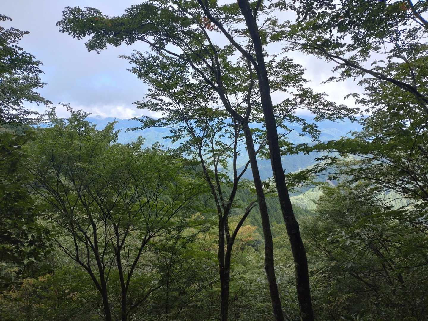 上の葉が紅葉し始めていました
山は秋に入りかけていました😊