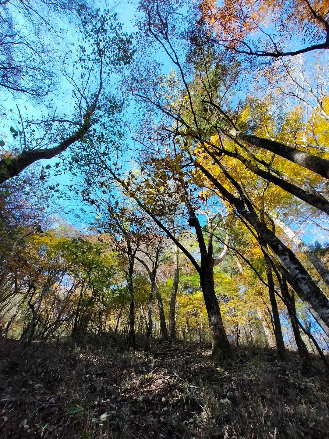 大座礼山登山口-井野川越-大座礼山-大田尾越 周回コースの写真
