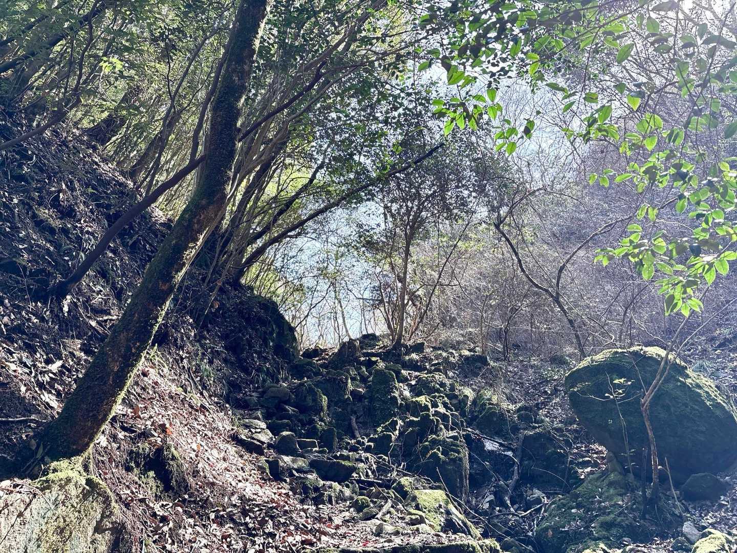 登ります🚶急登は少ないけど、谷沿いの道は、気をつけて🚶山頂近くは、歩きやすい道が続きます🚶