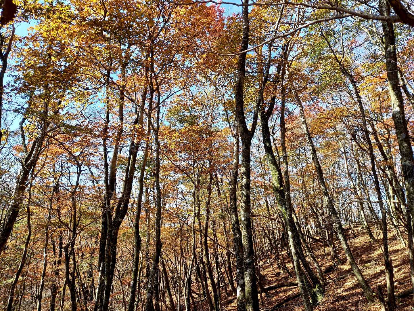 一ノ岳-大竿峠-犬ヶ岳 往復コースの写真
