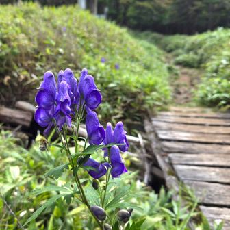 とりかぶと💜