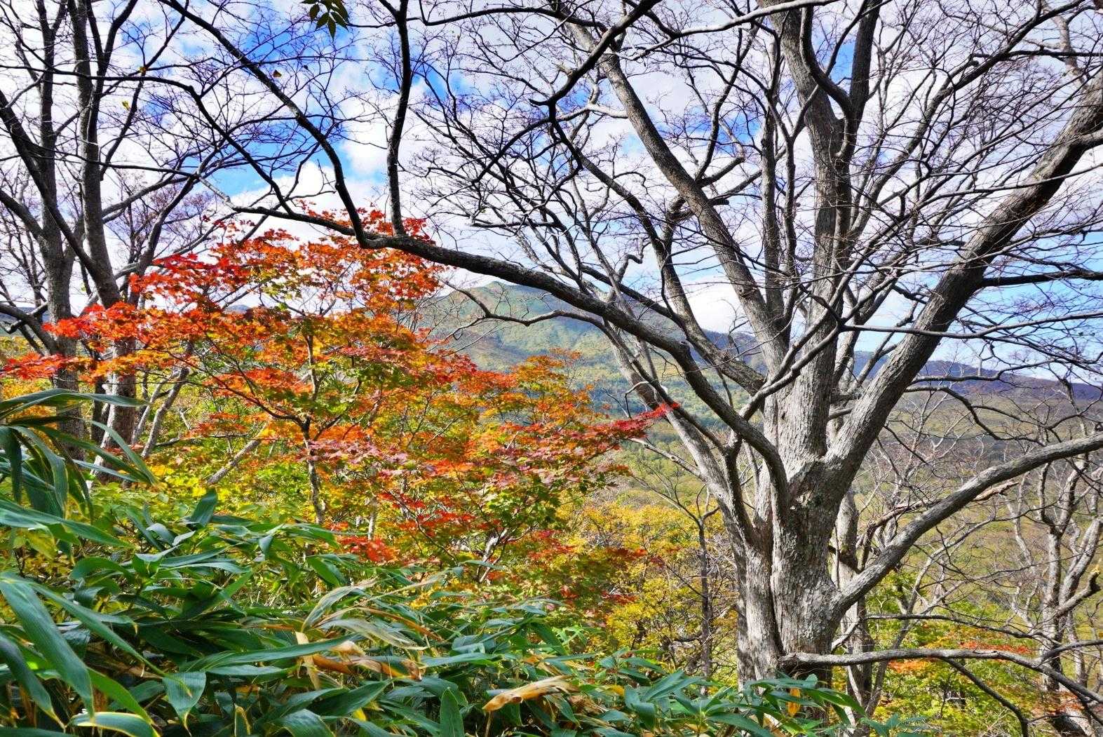雛岳登山道入口-雛岳 往復コースの写真