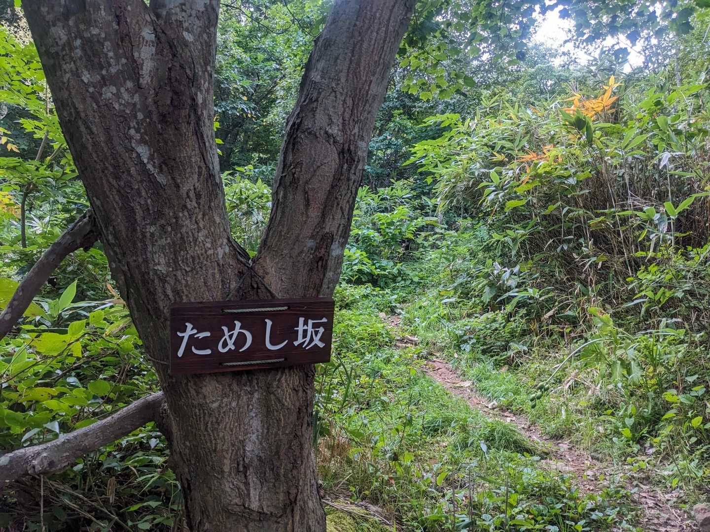 ためし坂　上から降りて来たから‥なるほど急登だったわ