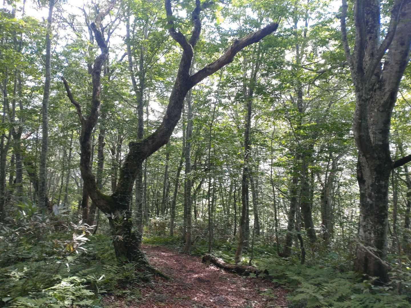 木々に癒されます😀