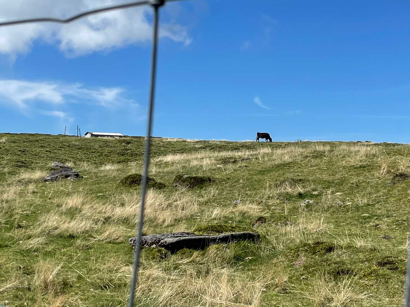 まだ居ました🐂