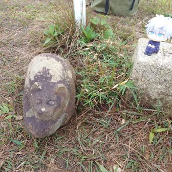 山頂のヤマネコ