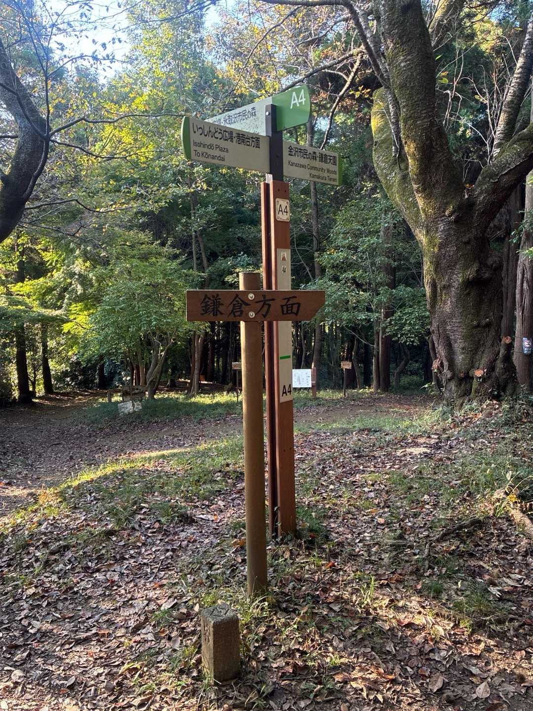 すぐ横は団地なんだけど木々か高くて山道歩いてるようです