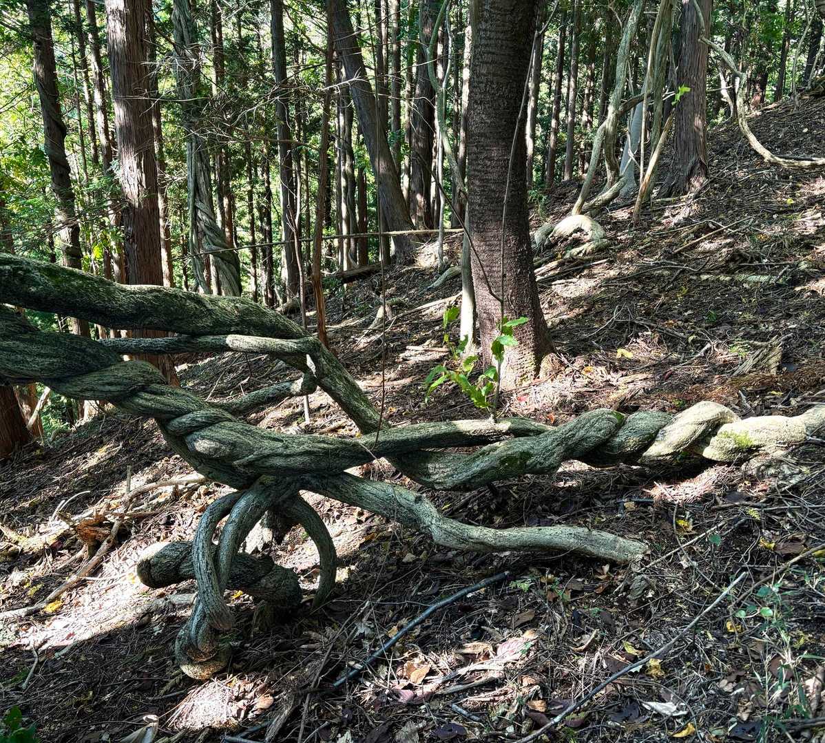 鍬柄岳登山口-鍬柄岳-大桁山 周回コースの写真