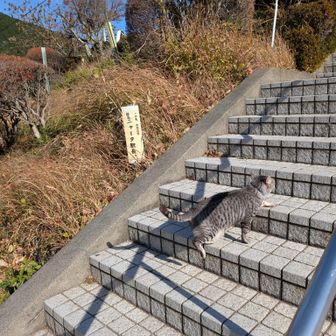 ニャータ駅長　有名猫🐱