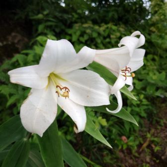 お堂北側のササユリ。木曜と比べて花びらが傷んできました。