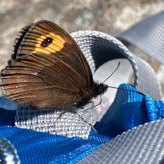 ベニヒカゲ🦋

休憩中ザックや