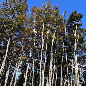 金山の山頂部
展望はありませんが、結構広々としています。
色付き始めた橅の木々が青空に映えます。