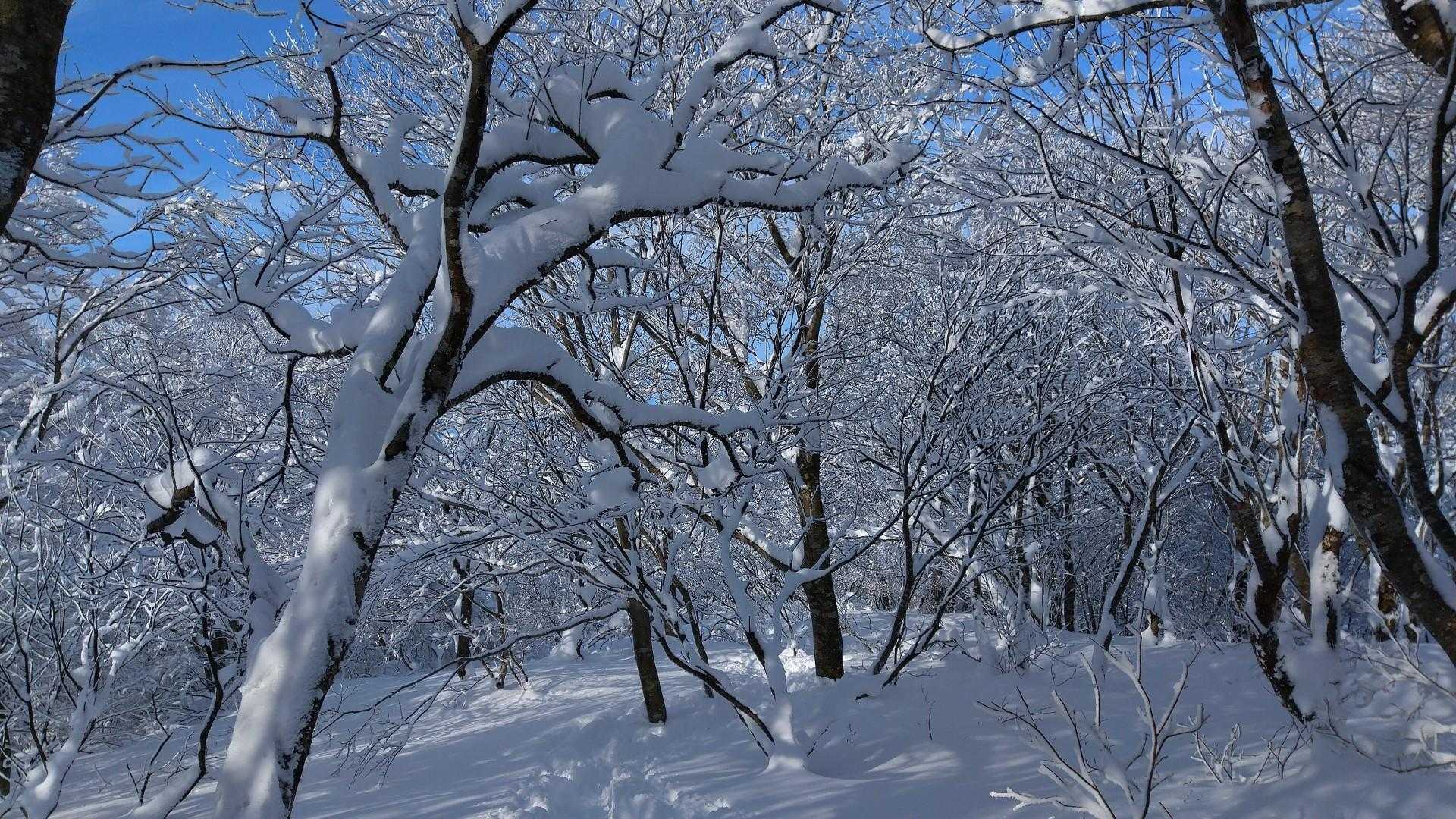 大蔵山 往復コースの写真