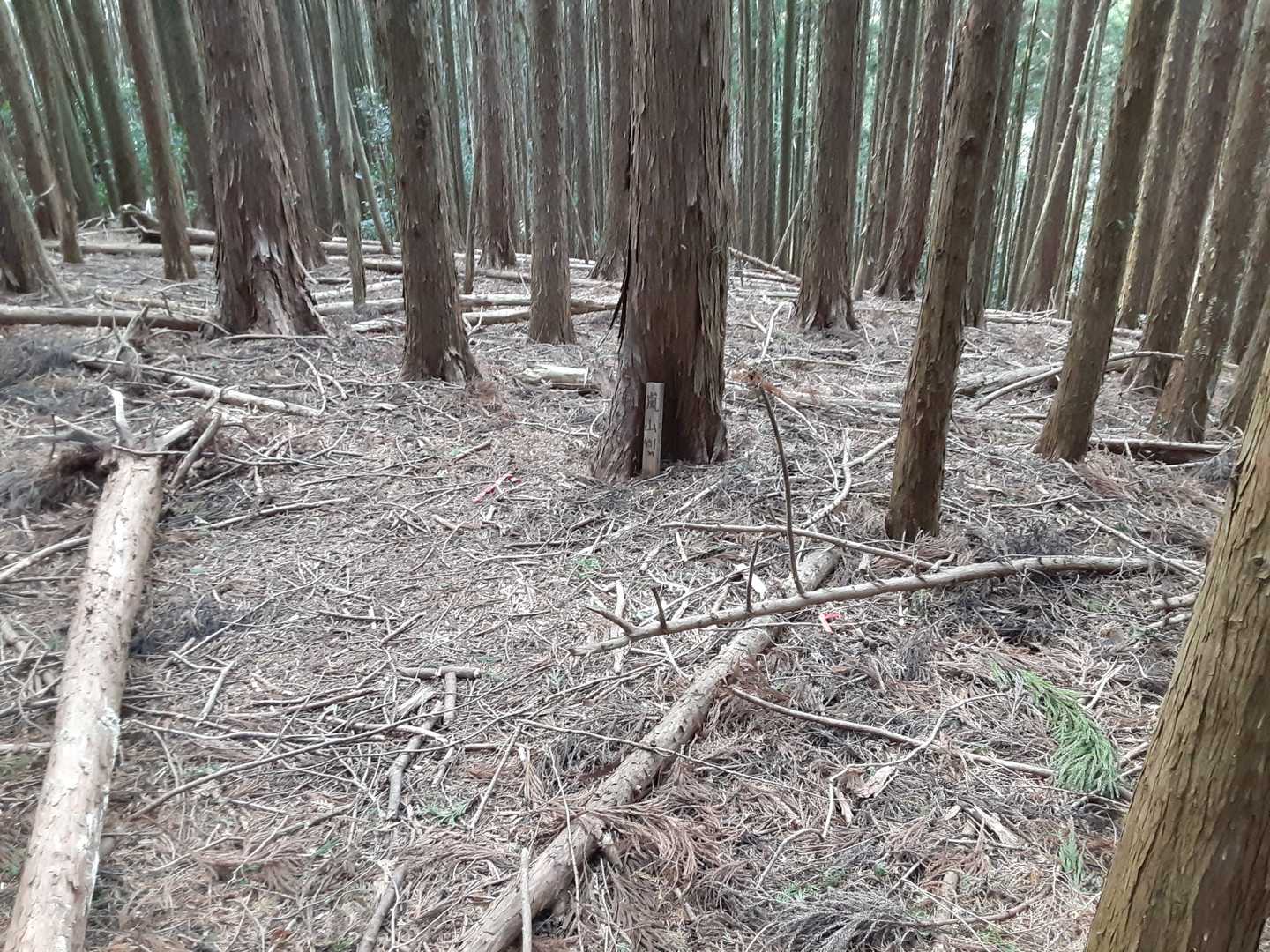 此処も踏跡、赤テープが無く、瞑想ルートでした🚶
嵐山⛰️に到着🚶