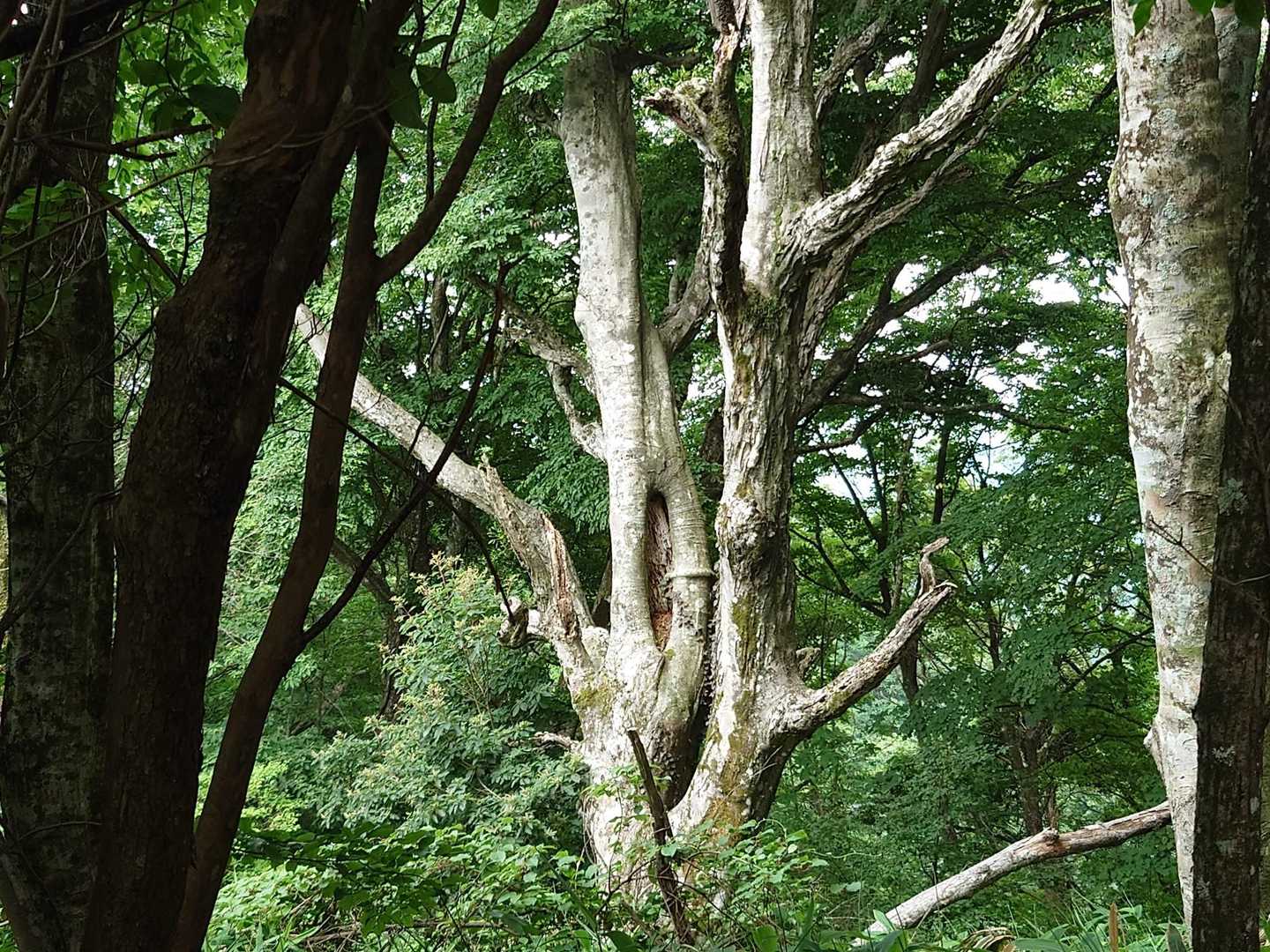 葛城山 往復コースの写真
