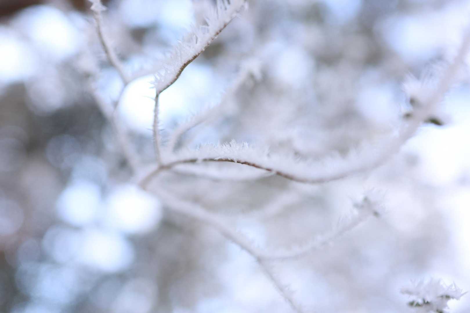 想定外な霧氷も拝めれました〜