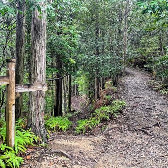 伊勢路本宮路の分岐